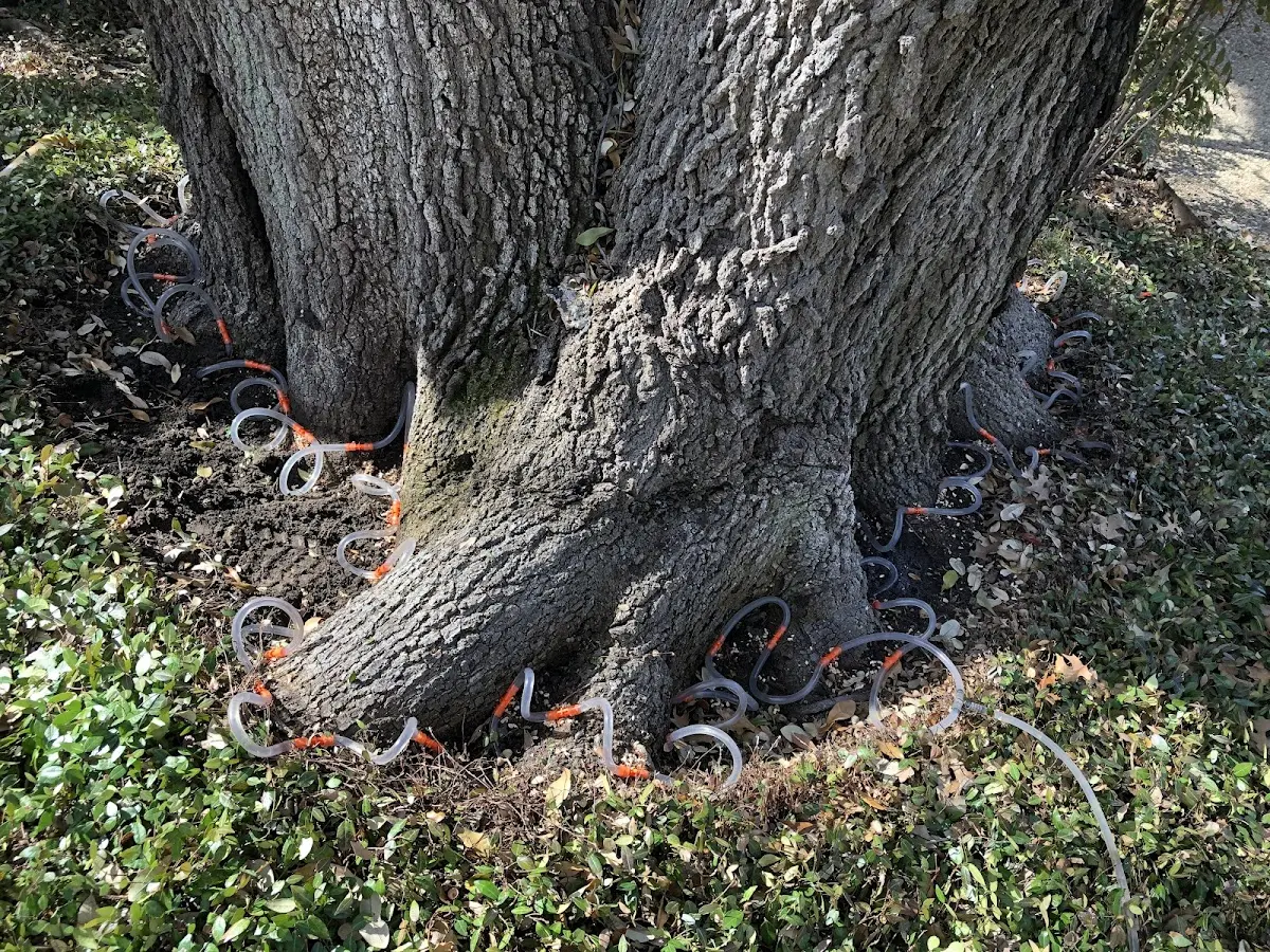 Detailed Tree Cabling and Bracing job site in Thor