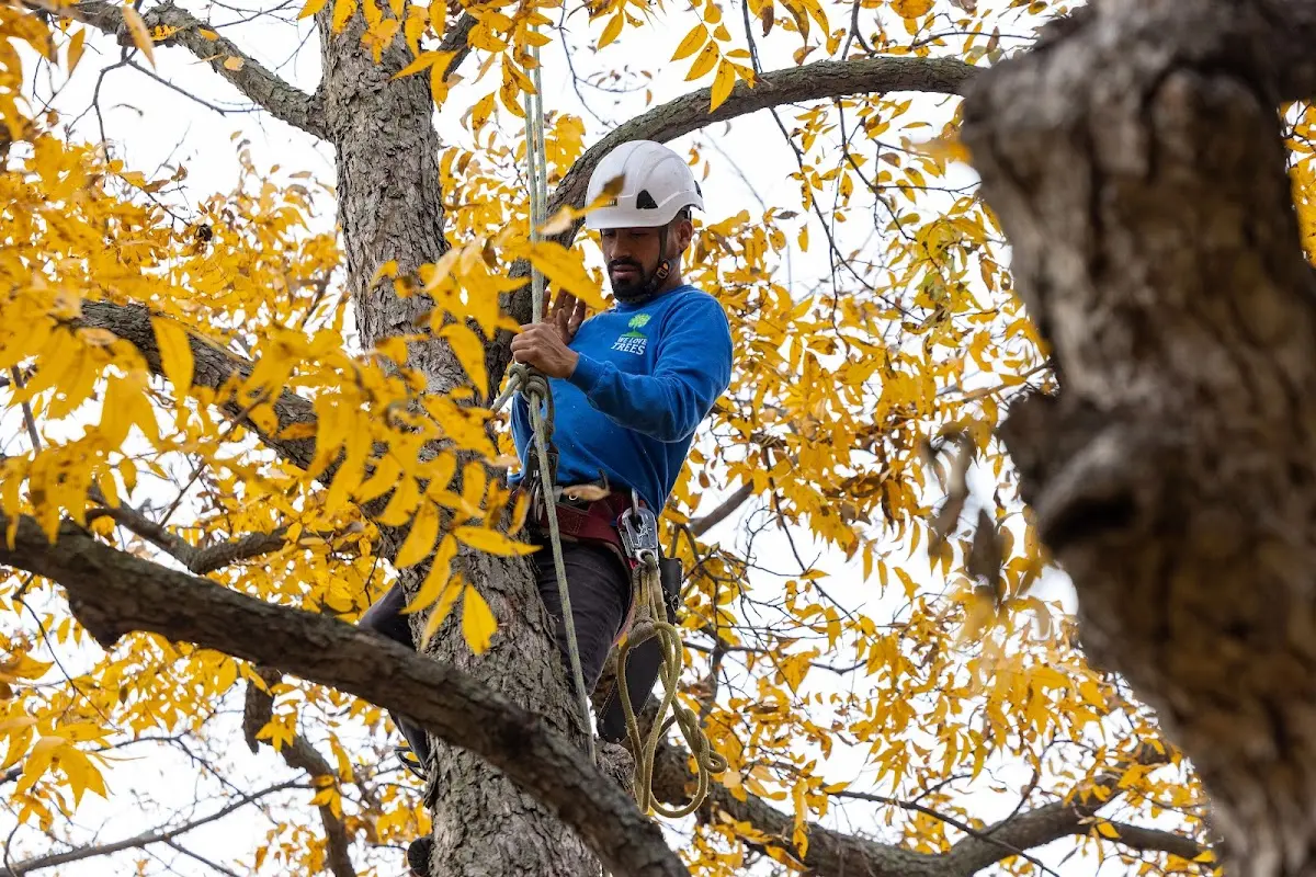 Skilled Tree Transplanting crew working in Thor