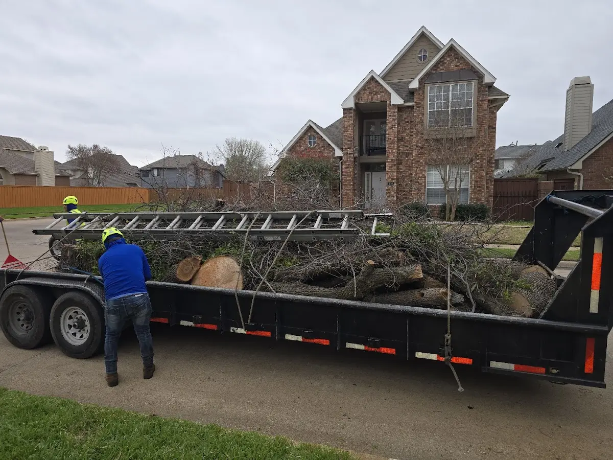 Expert Tree Removal with proper safety equipment in Thor